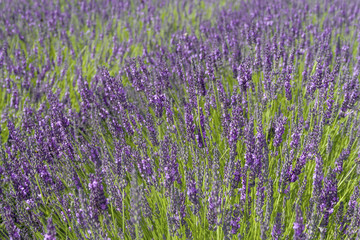 Naklejka na ściany i meble Sunlit lavender field in the summer, background. Lavender farm in Netherlands