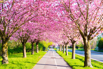 Radweg und Kirschblüte - Sakura
