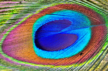 Fototapeta premium peacock feather close up