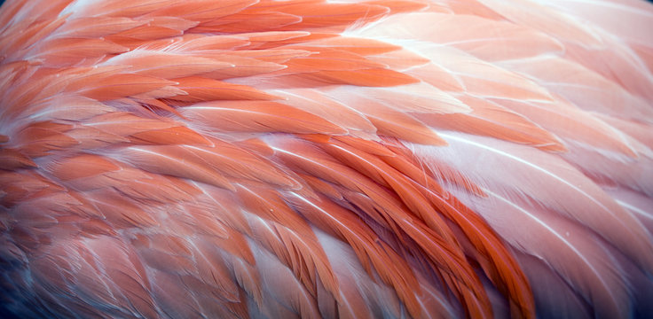Close up view of pink flamingo feathers