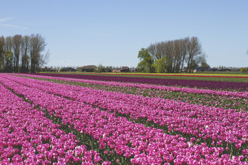 Dutch landscape with tulips fields