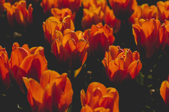 orange tulips growing outdoors