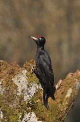 Black woodpecker, Dryocopus martius perched on old dry branch.
