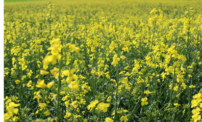 Fototapeta premium Rapsfeld