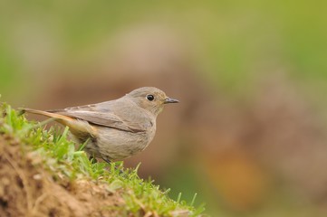 Young female redstart perched on the grass.