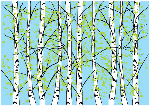 Color vector illustration of spring birch trees and blue sky. Vestor birch forest with fresh green leaves and blue sky.