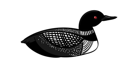 Common Loon