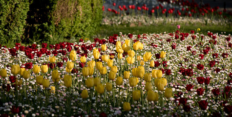 Natural background, tulip in park, blooming spring