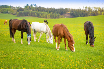 Naklejka na ściany i meble Horses eat spring grass in a field