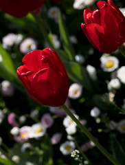 Natural background, tulip in park, blooming spring
