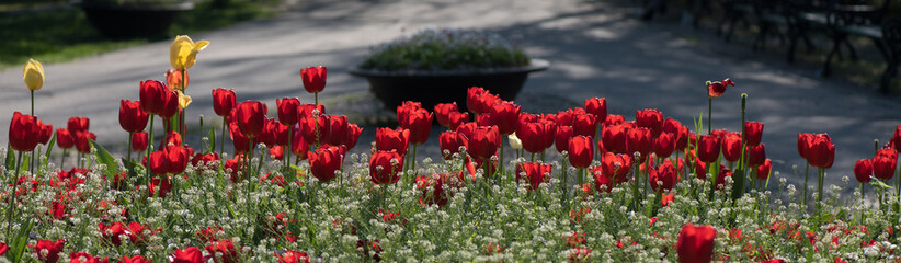 Natural background, tulip in park, blooming spring