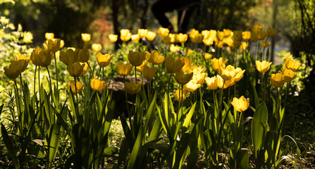 Fototapeta premium Natural background, tulip in park, blooming spring