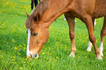 Horse eat spring grass in a field