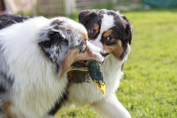 Dos perros Pastores Australianos jugando con un juguete en la boca