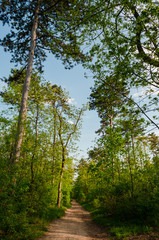 Fototapeta premium green hiking route in spring European nature near Budapest 