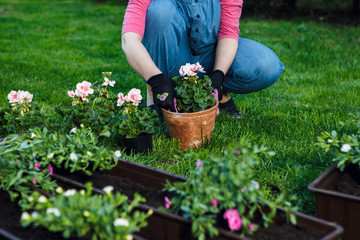 Gardening - Planting Flowers  In Sunny Garden 