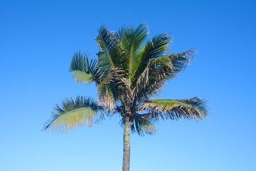 Palm tree on a sunny day.