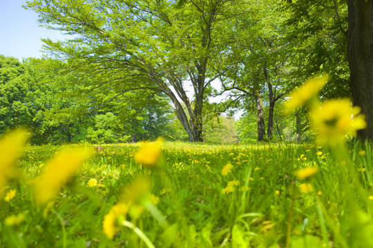 Sunny park © Ray Park Stock Photo