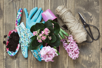 Gardening spring concept with pink calanchoe and hyacinth and tools on black board. Copy space. Top...