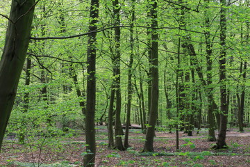 Fototapeta premium Wald