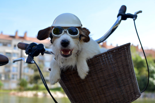 CLOSE UP  HAPPY JACK RUSSELL DOG SITTING IN A BIKE BASQUET ON SUMMER DAYS WEARING AN HELMET AND SUNGLASSES