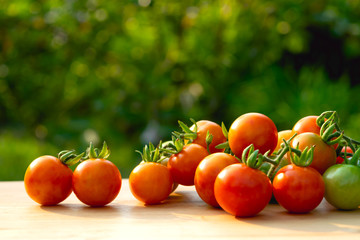 tomatoes on wooden in garden with green background.
