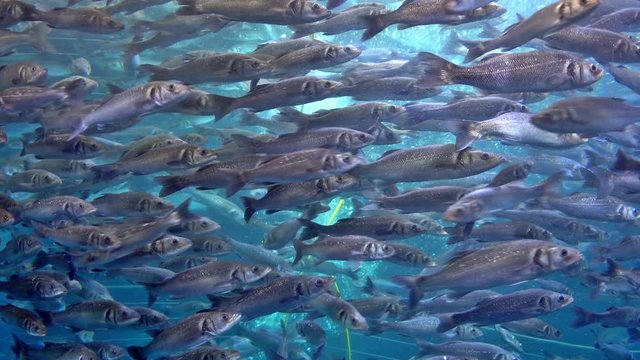 Banc de poissons dans un aquarium