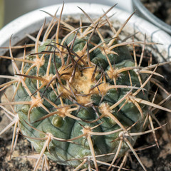 Close up of gymnocalycium riojense ssp. kozelskyanum cactus in white pot, round cactus with thick spines on a window sill