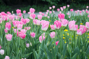 Adorable pink-and-white tulip flowers blooming in city park in spring