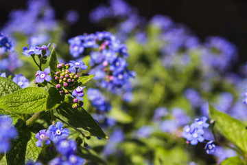 Obraz premium Myosotis forget-me-not flowers background. Gently blue little flowers against a background of lush green foliage.