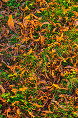 Texture of many dry orange leaves lying on a green grass in sunny autumn day
