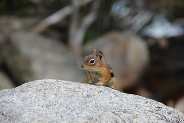 Naklejka na ściany i meble Ground Squirrel Peeking Over Rock along Trail in Rocky Mountain National Park, CO USA
