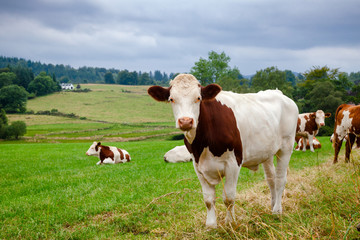Fototapeta na wymiar Scottish rural landscape with grazing Holstein Friesian cattle
