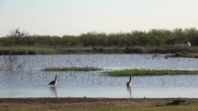Texas, USA - April, 2018. Geese walking along the Lake Arrowhead State Park.