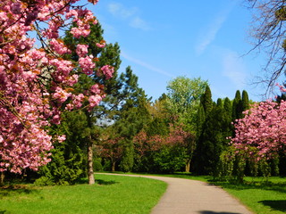 Path in Citadel Park, Poznan