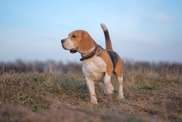Naklejka na ściany i meble Beagle dog on a walk in the spring at sunset
