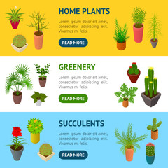 Green Plants in Pot Banner Horizontal Set 3d Isometric View. Vector