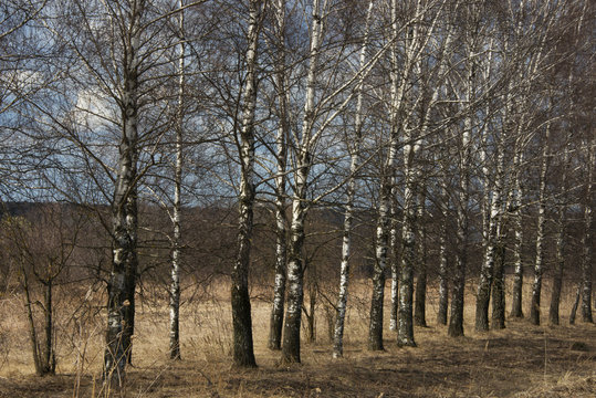 Birches at the road