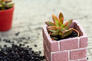 cactus pot plant