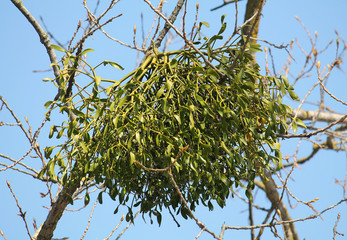 European mistletoe (Viscum album) parasitic plant growing on tree