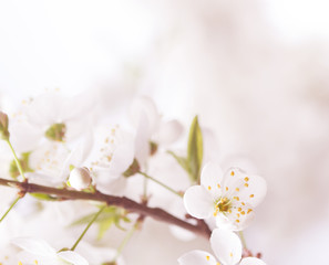 Spring cherry blossom.Abstract background