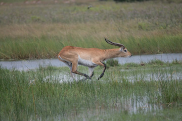 running antelope Waterbuck (Kobus ellipsiprymnus) in the african savannah namibia kruger park botswana masai mara	
