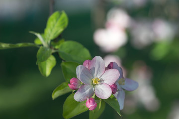 Obraz na płótnie Canvas apple flowers on branch macro