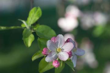 apple flowers on branch macro