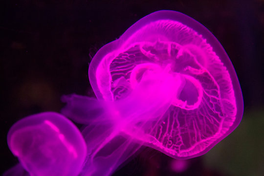 Medusa colorata
