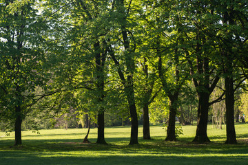 Fototapeta na wymiar spring chestnut trees on park on sunny day