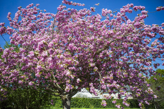 Cerisier fleur en fleurs au printemps