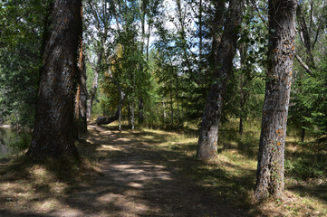 Obraz premium Bosque Finlandes. Un camino con árboles en el bosque finlandes en Rascafría provincia de Madrid. España