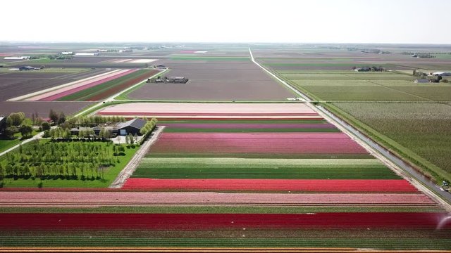 Aerial of beautiful colored tulip fields in the Netherlands, Flevopolder, in spring
