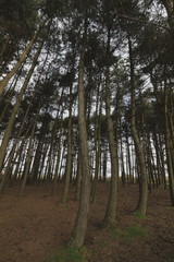 Ashdown forest, kent UK